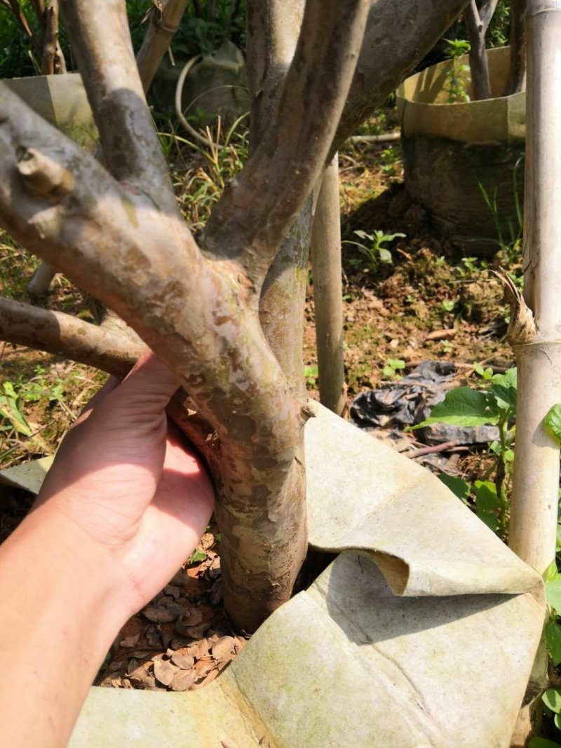 嘉宝果树苗