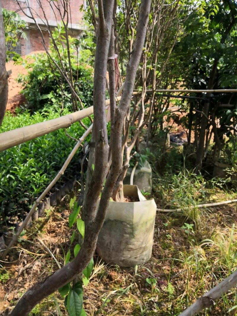 嘉宝果树苗