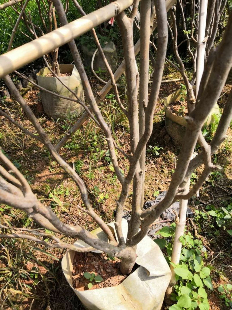 嘉宝果树苗
