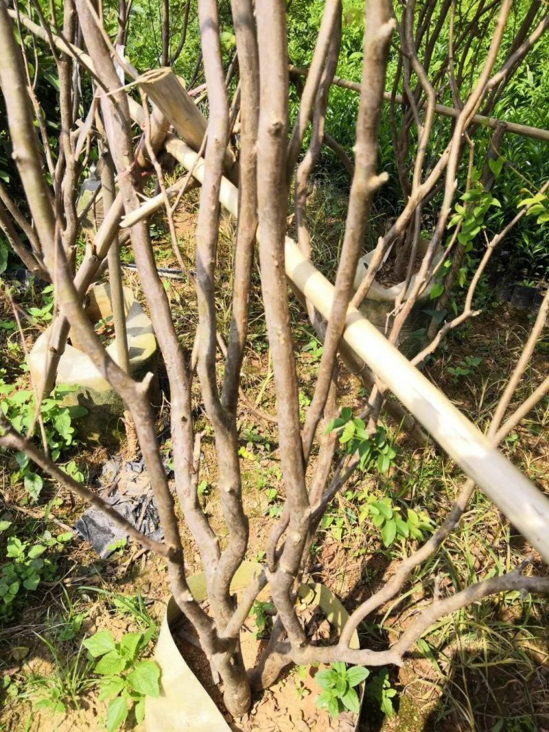 嘉宝果树苗