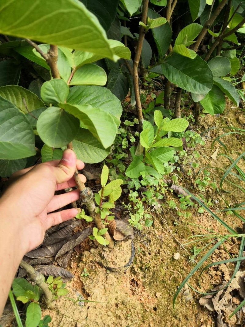 番石榴苗
