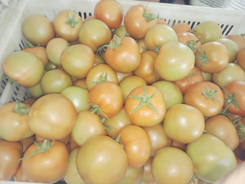 齐达利西红柿