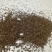 茺蔚子四川干净质量好饮片合格大量批发出售