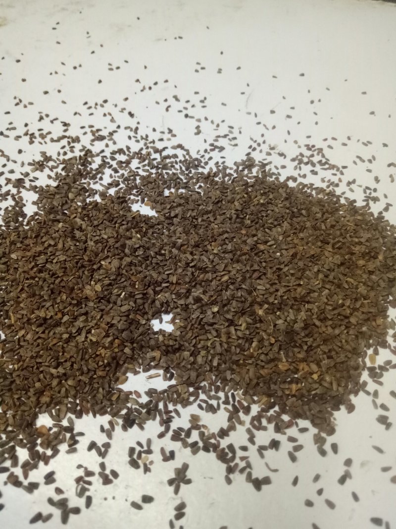茺蔚子四川干净质量好饮片合格大量批发出售