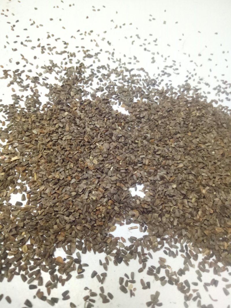 茺蔚子四川干净质量好饮片合格大量批发出售