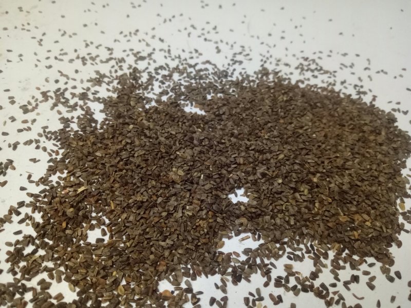 茺蔚子四川干净质量好饮片合格大量批发出售