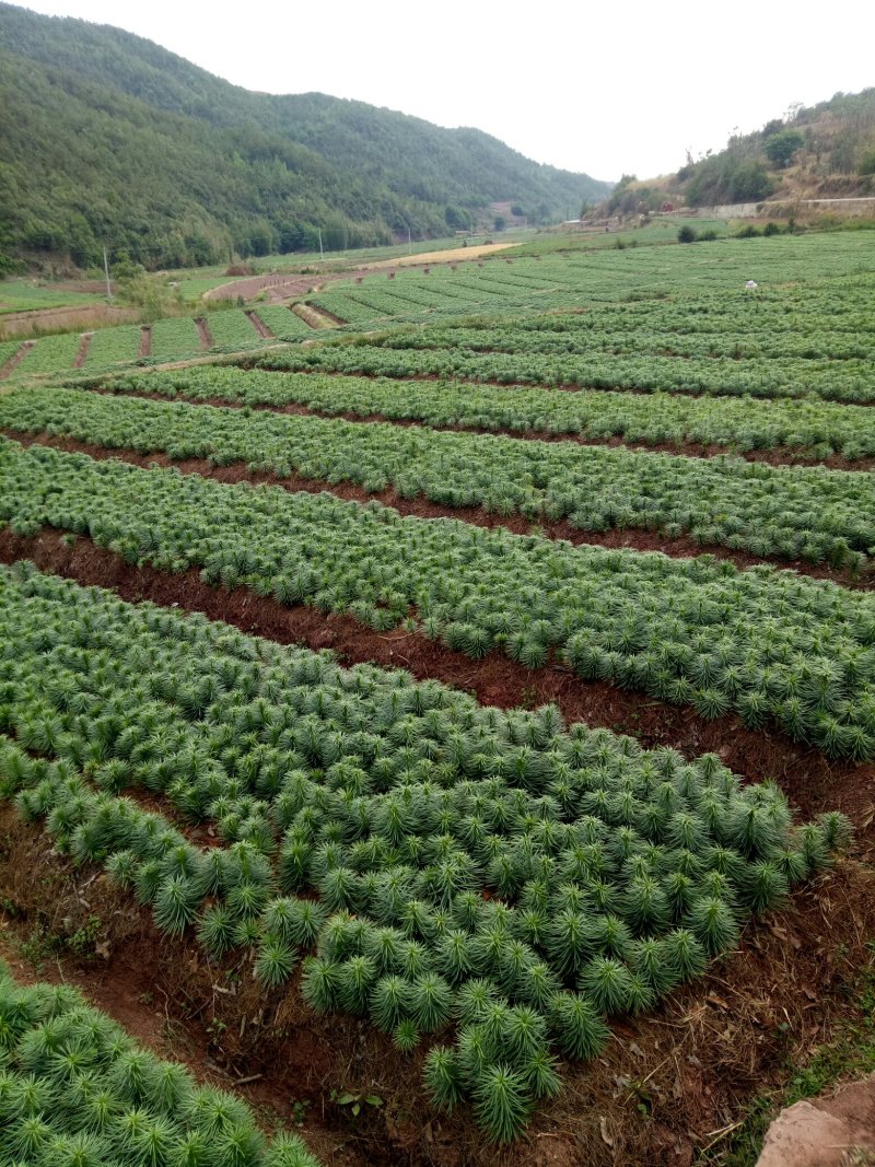 鲜百合独头药食两用