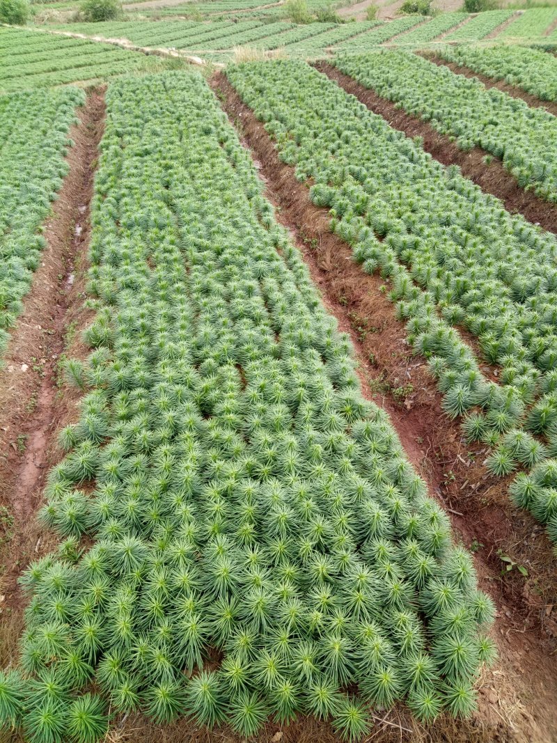 鲜百合独头药食两用