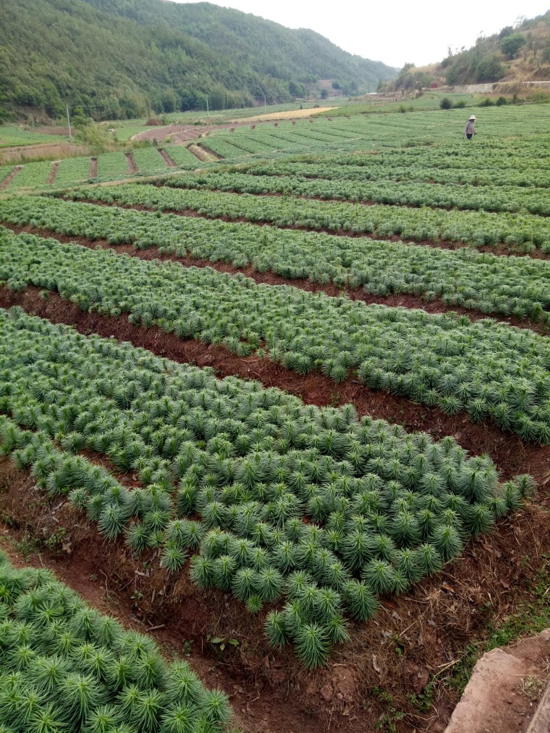 鲜百合独头药食两用