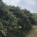 荔枝