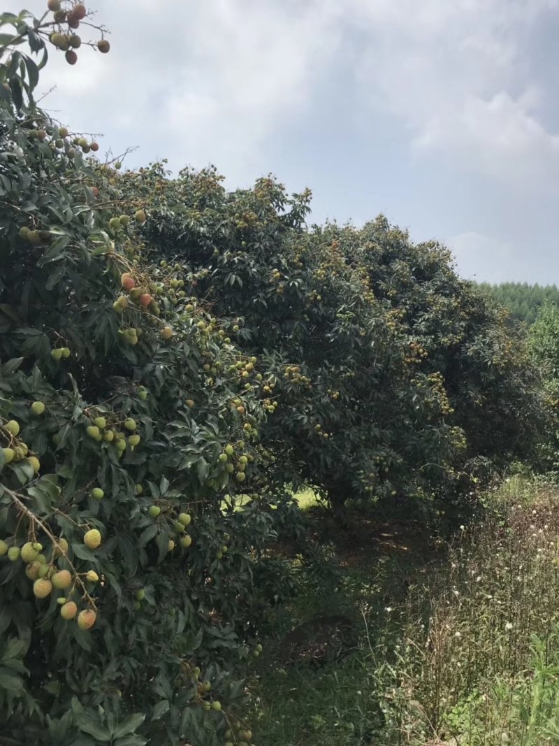 荔枝