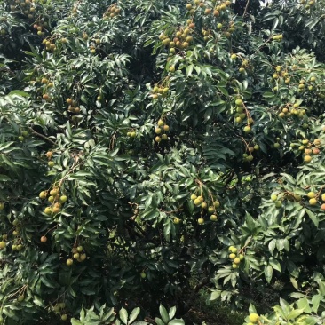 荔枝