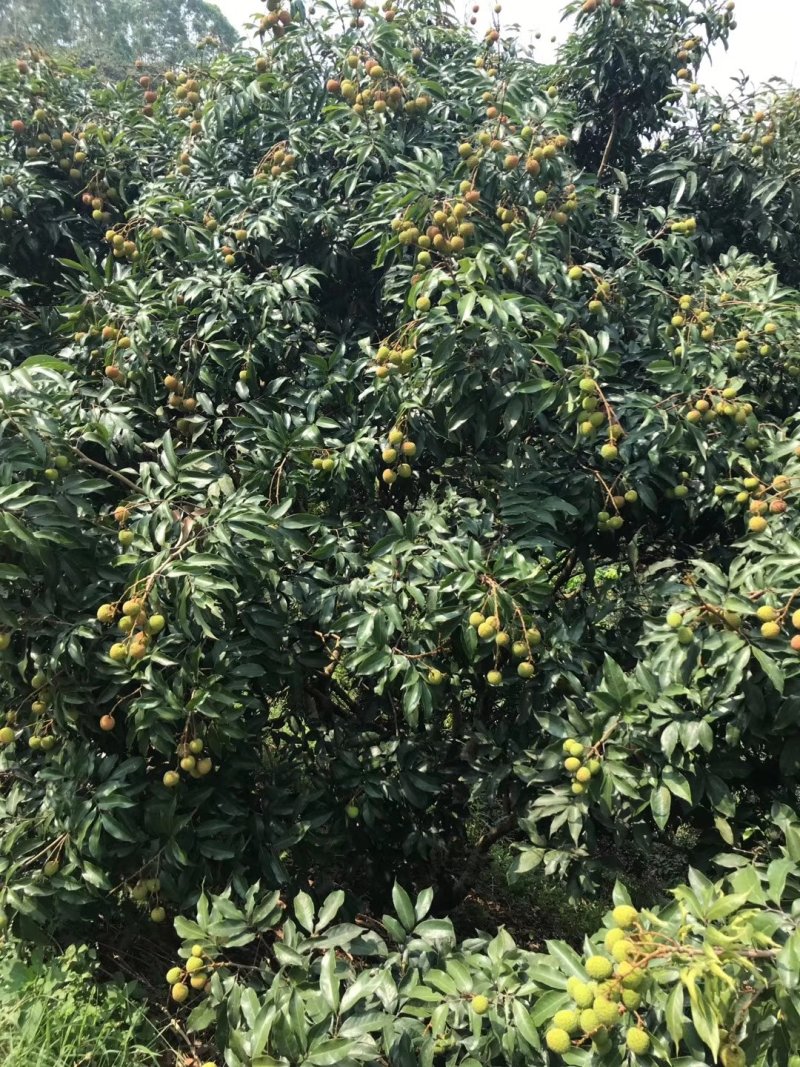 荔枝