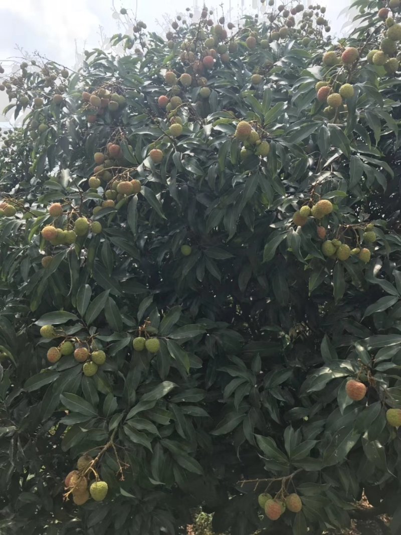 荔枝