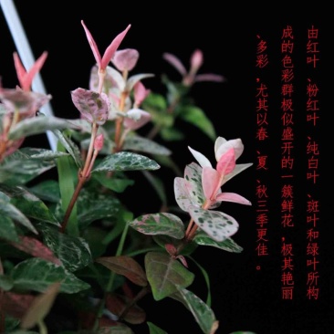 花叶络石一盆6-8株(60盆起)