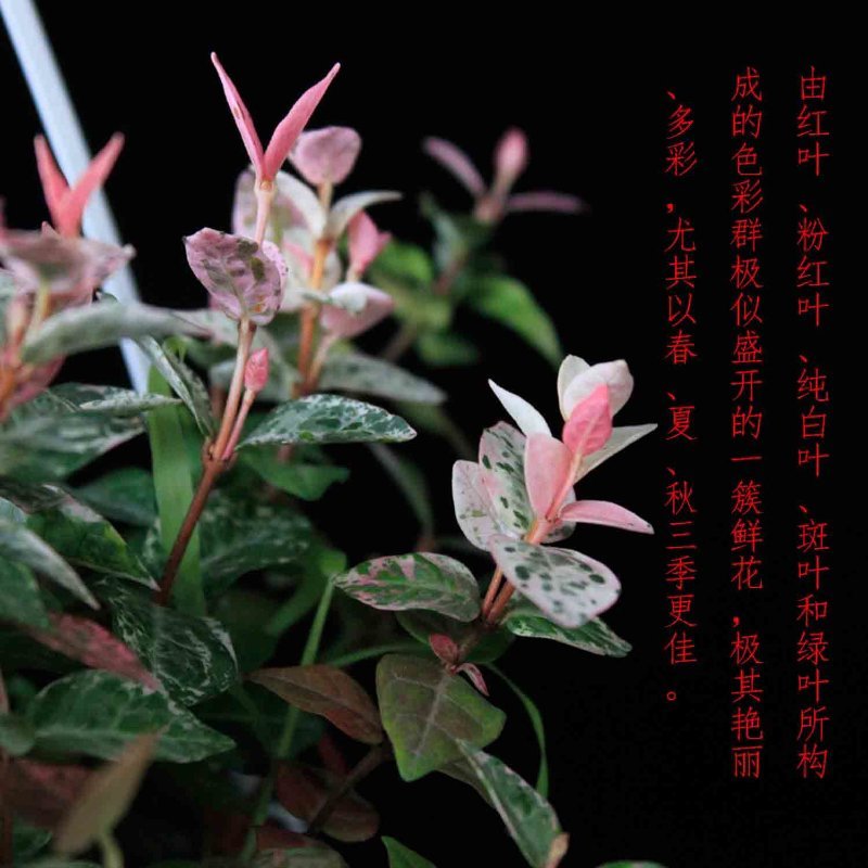 花叶络石一盆6-8株(60盆起)