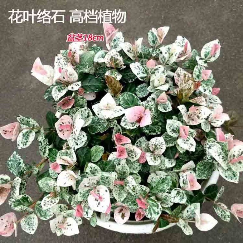 花叶络石一盆6-8株(60盆起)