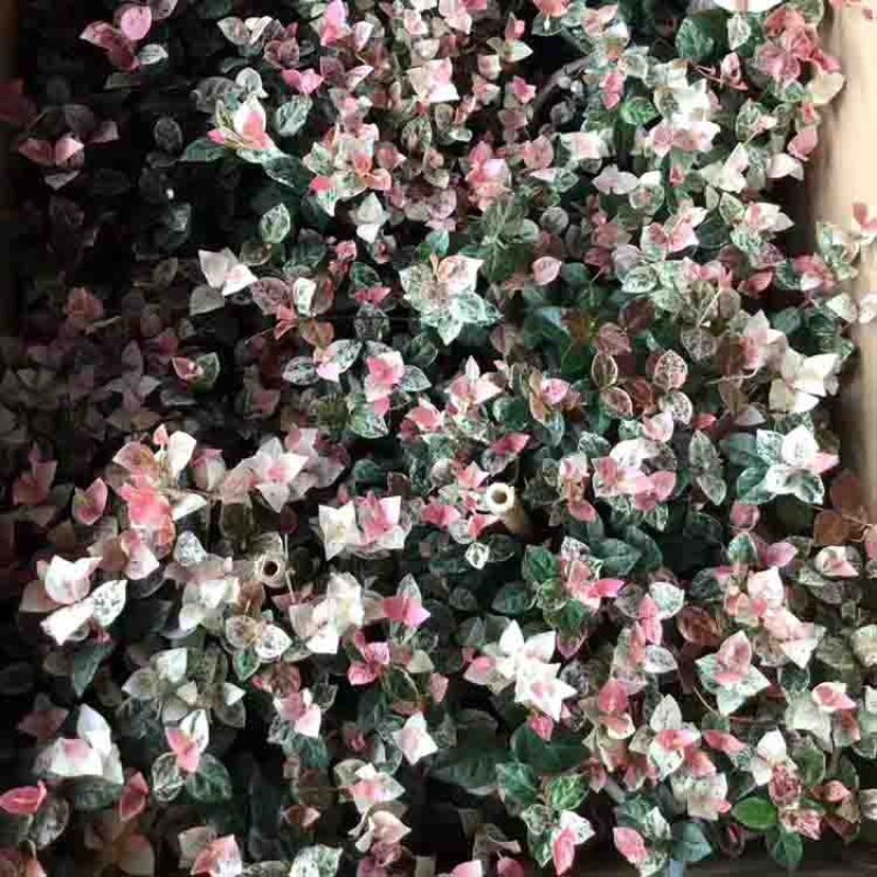 花叶络石一盆6-8株(60盆起)