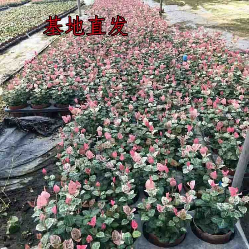 花叶络石一盆6-8株(60盆起)