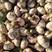 大青稞蒜种，紫皮杂交，红蒜大量有货，四六掰脱水蒜。代办。
