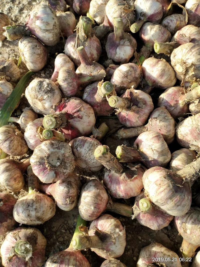 大青稞蒜种，紫皮杂交，红蒜大量有货，四六掰脱水蒜。代办。