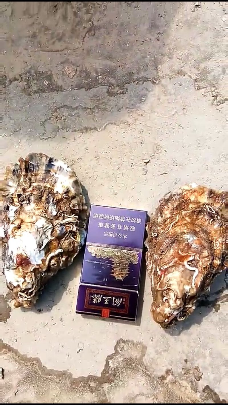 威海牡蛎大量出货价格有变动