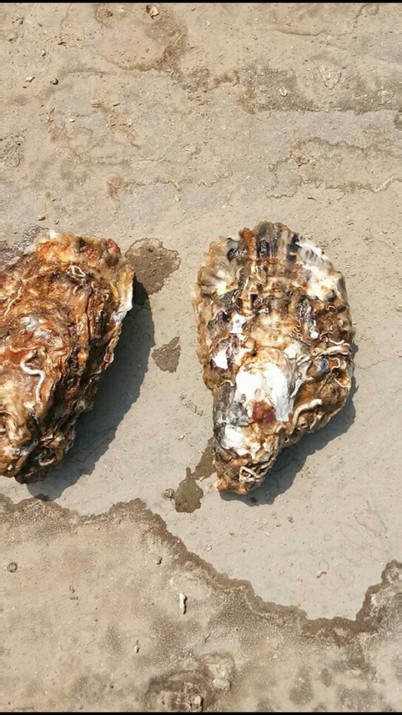 威海牡蛎大量出货价格有变动