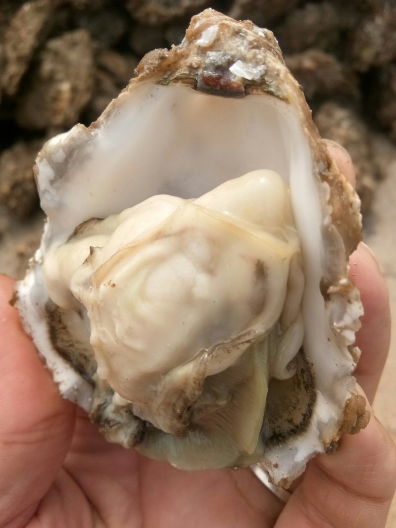 威海牡蛎大量出货价格有变动