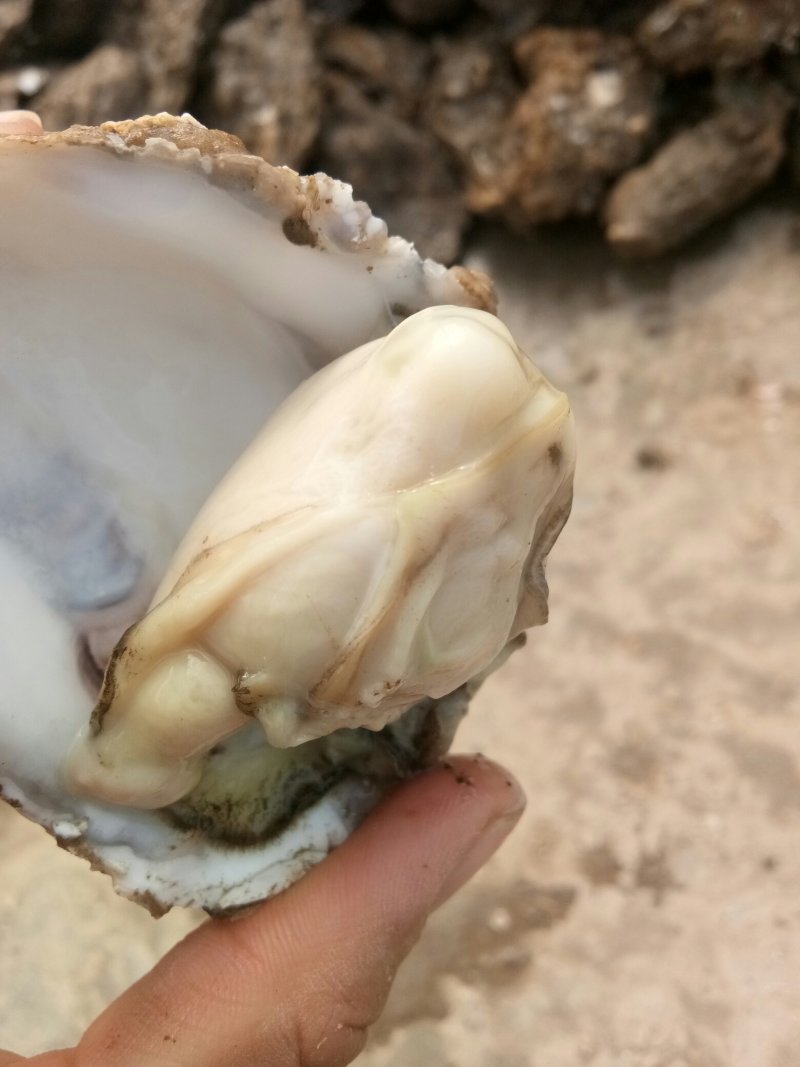 威海牡蛎大量出货价格有变动