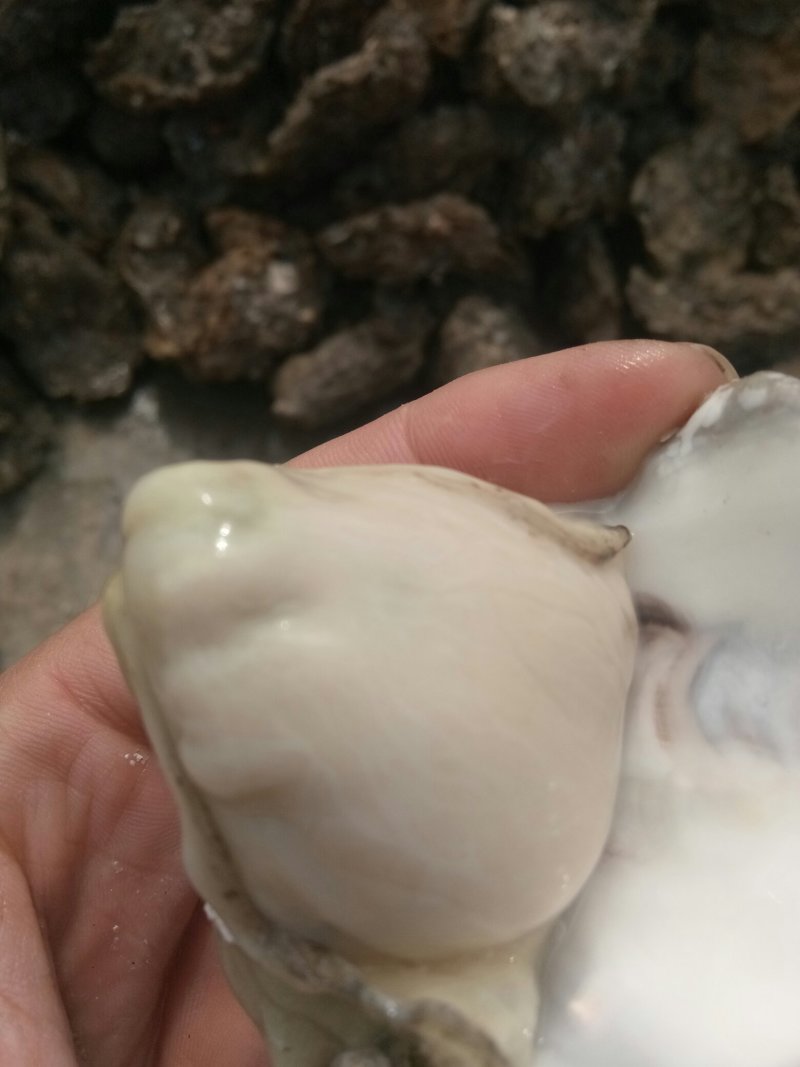 威海牡蛎大量出货价格有变动