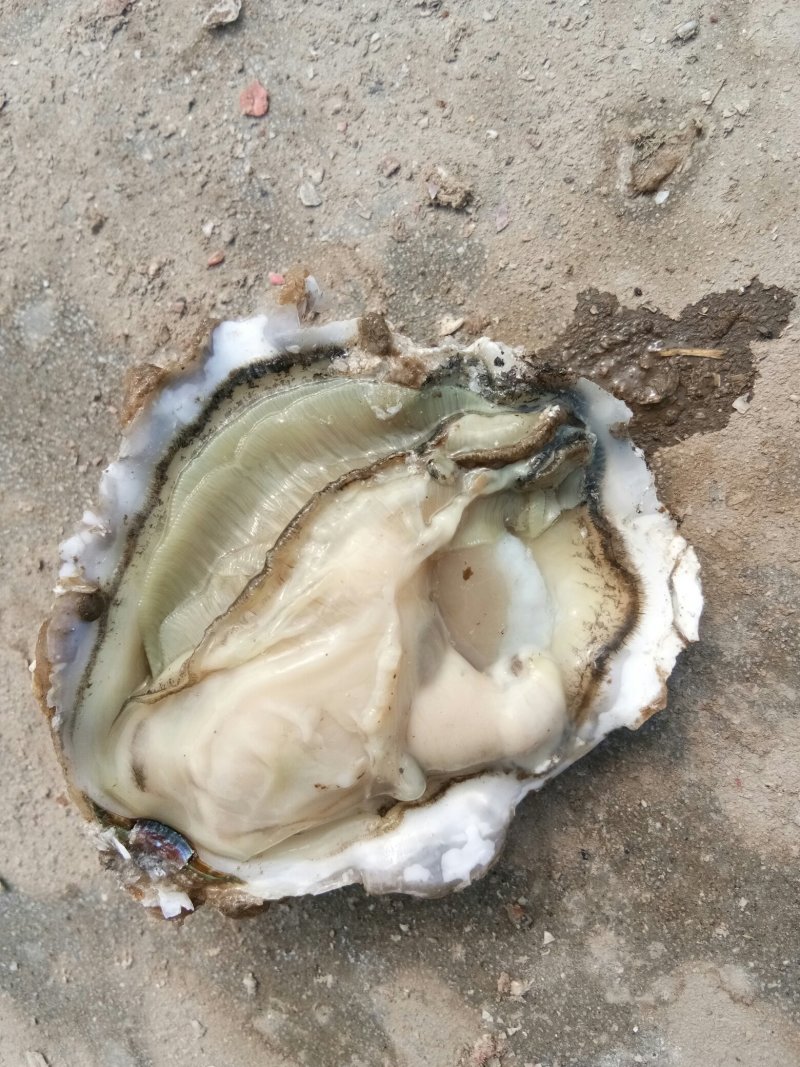 威海牡蛎大量出货价格有变动
