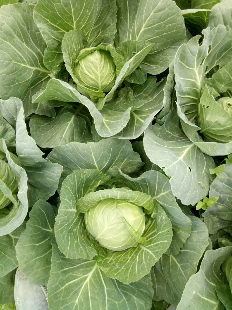 💚️甘蓝包菜中甘甘蓝大量上市欢迎采购品质保证对接