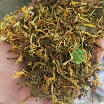 广西金秀大瑶山野生金银花