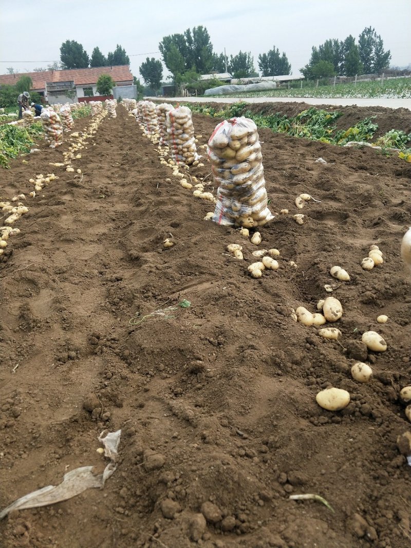 山东省潍坊市鲜土豆上市了价格便宜质量保证