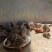 鸵鸟苗，珍珠鸡苗，五黑鸡苗，山鸡苗，白凤鸡苗