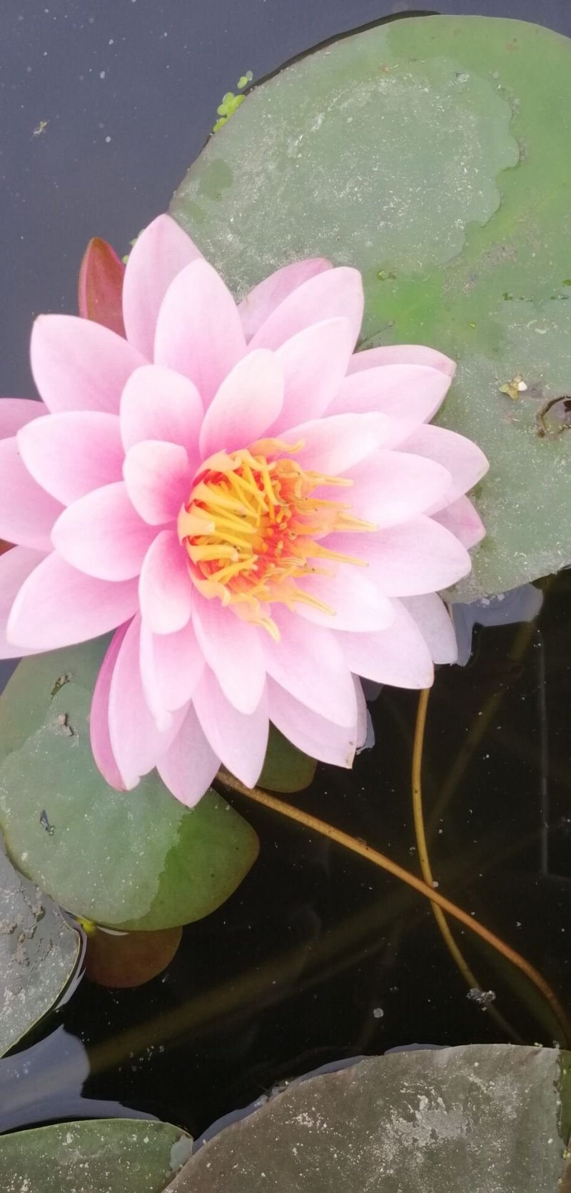 睡莲精品荷花睡莲根块热带睡莲耐寒睡莲品种多批发价