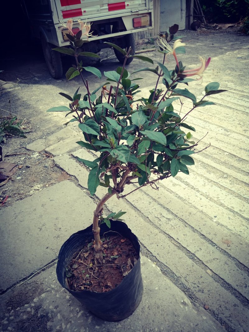 金银花