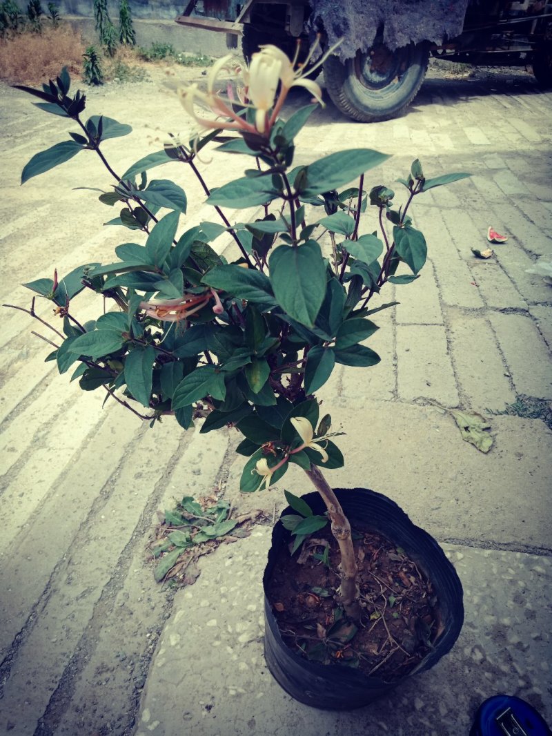 金银花