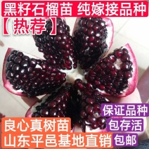 突尼斯黑籽石榴苗纯嫁接品种果个大甜度高包邮