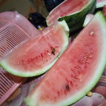 麒麟西瓜，大户种植