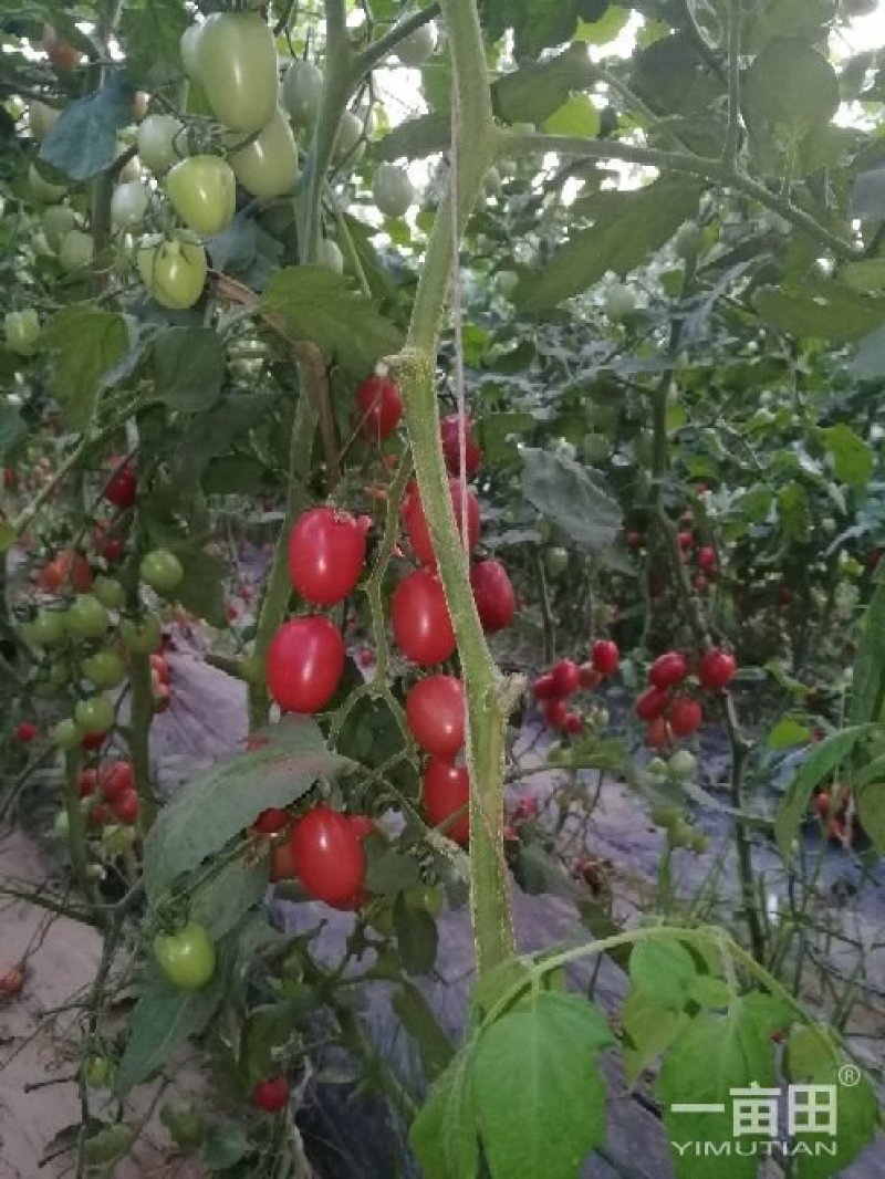 万亩良田种植基地圣女果大量供应圣女果，千喜贝贝可一件代发