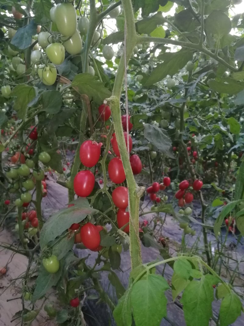 万亩良田种植基地圣女果大量供应圣女果，千喜贝贝可一件代发