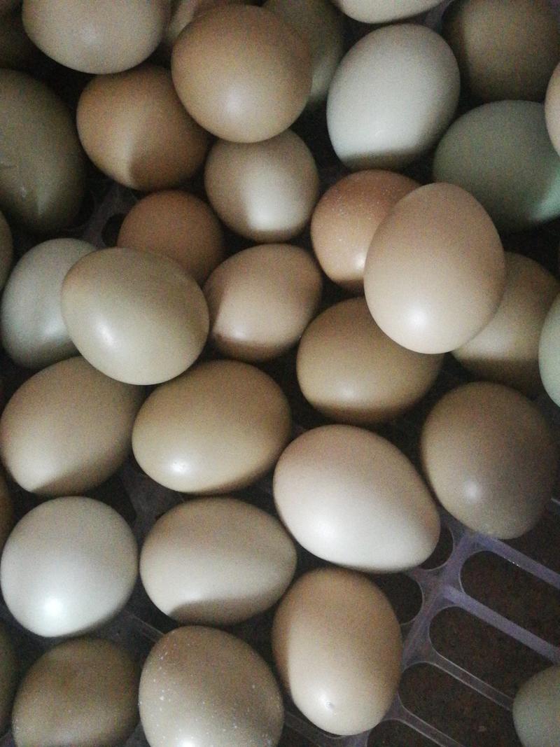 野鸡种蛋孵化蛋七彩山鸡种蛋雉鸡孵化用种蛋