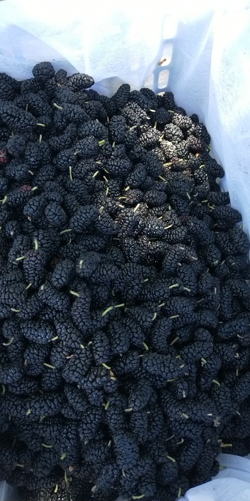 千亩桑葚产地，日产100顿，**酒厂，汁厂，鲜果商，