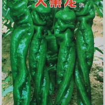 大果龙椒种子螺丝椒猪大肠椒高产辣椒种子每袋袋一千粒