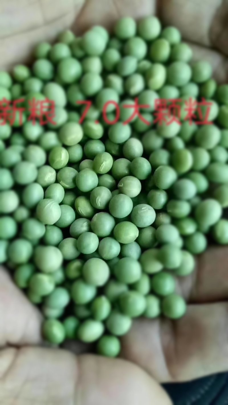常年购销单青豆，双青豆000000000