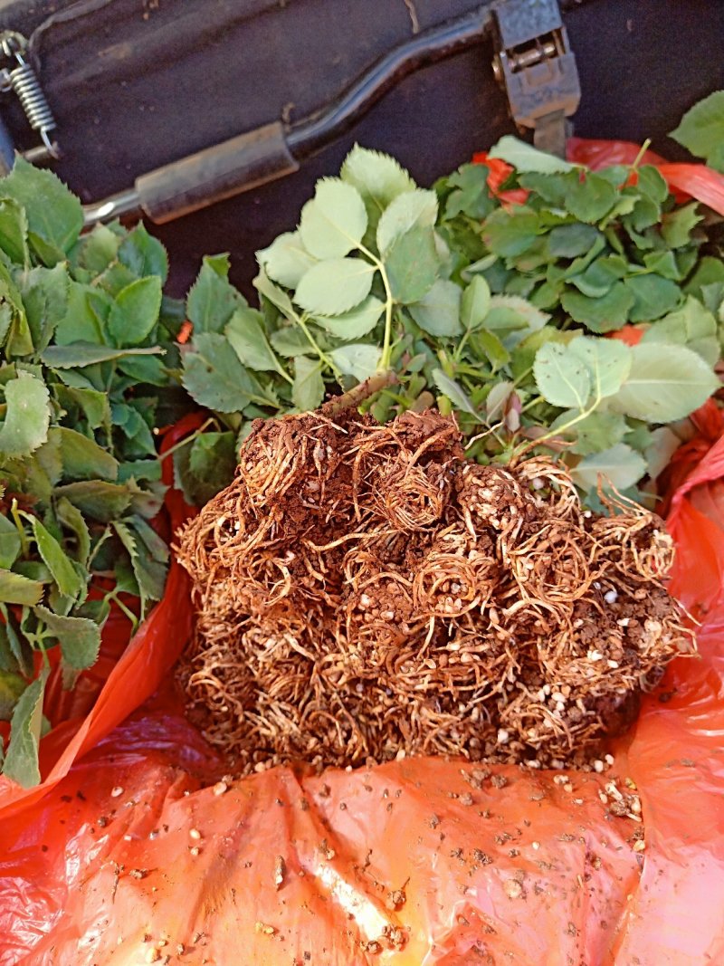月季花苗艾莎盆栽鲜切花卉种植园林绿化工程苗