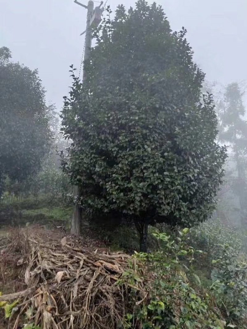 茶花，山茶花，四级茶花，朴树，琵笆四川宜宾茶花种植基地