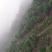 茶花，山茶花，四级茶花，朴树，琵笆四川宜宾茶花种植基地