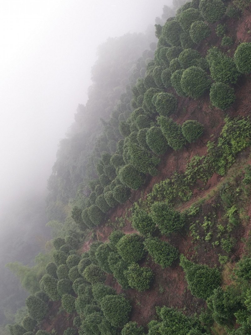 茶花，山茶花，四级茶花，朴树，琵笆四川宜宾茶花种植基地
